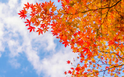 Things to do in Mid-wales and Aberystwyth this Autumn
