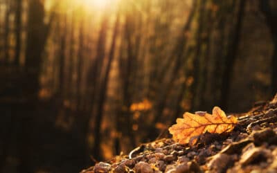 Autumn Escapes in Wales at Afan Holiday Cottages